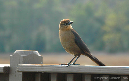 Myrtle Beach photography - Bird at Crab Catchers in Little River